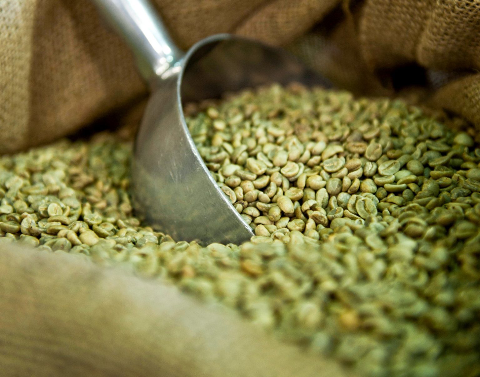 What is Green Coffee, how to use it and what is it for